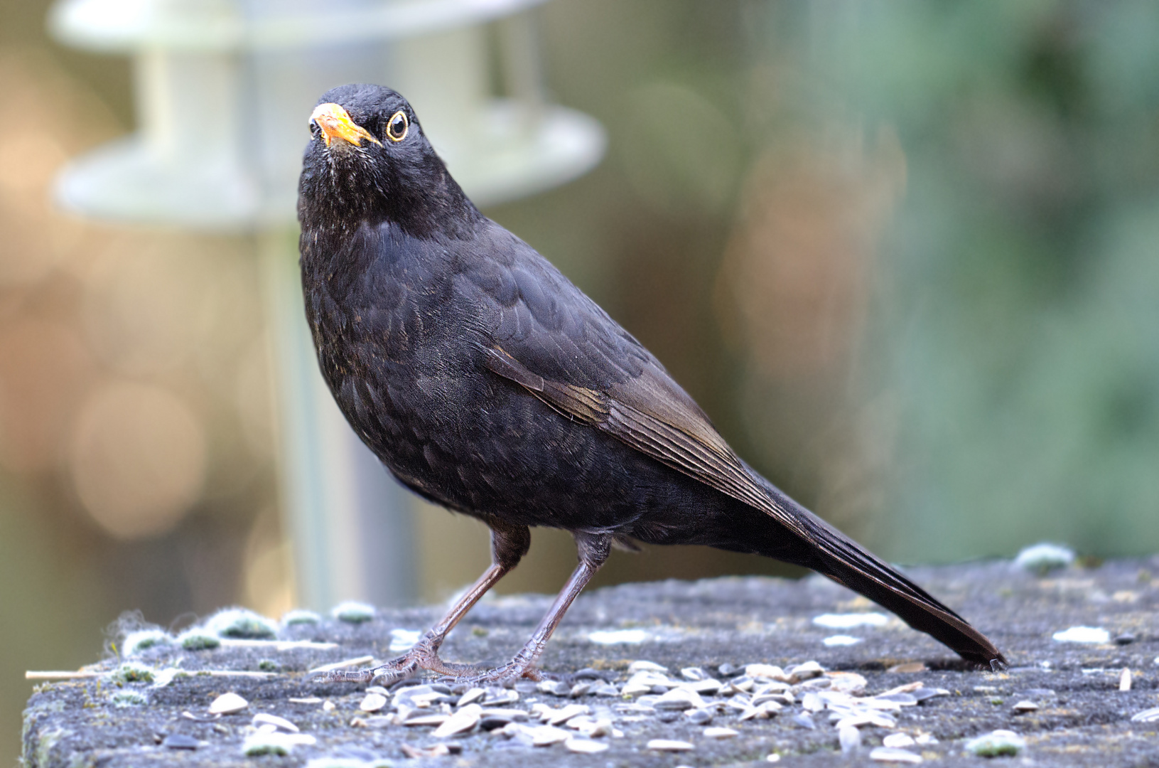 Amsel im heimischen Garten