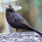 Amsel im heimischen Garten