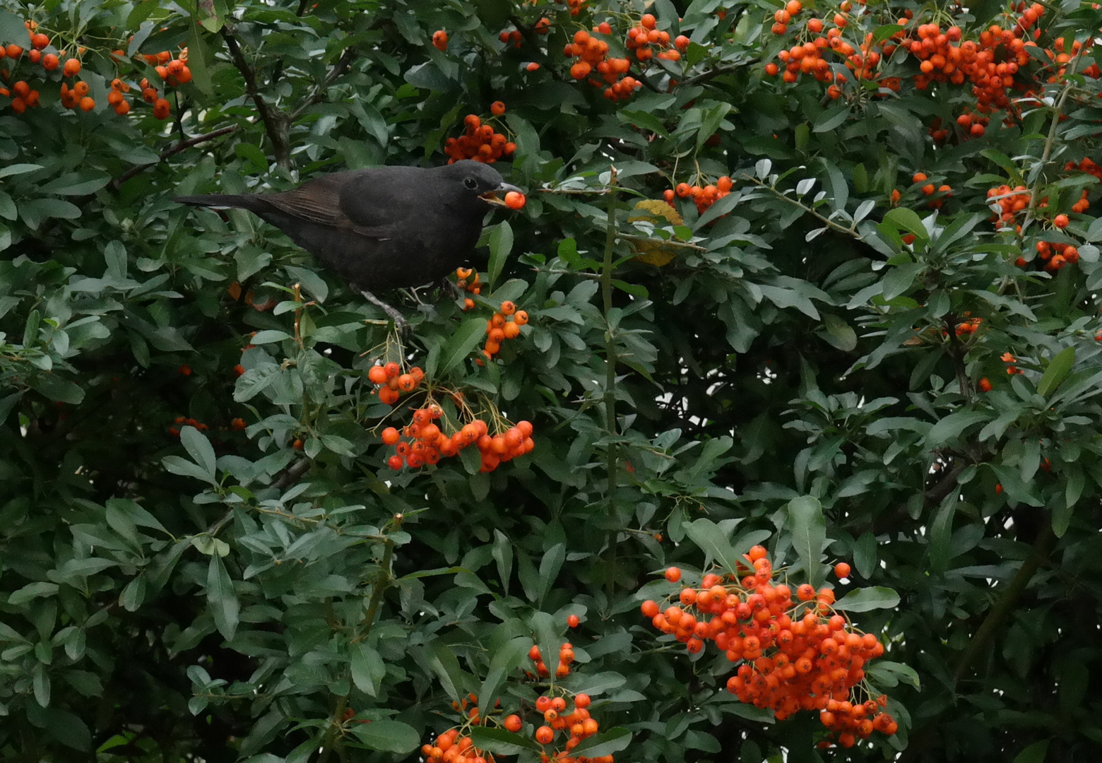 Amsel im Herbst