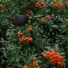 Amsel im Herbst