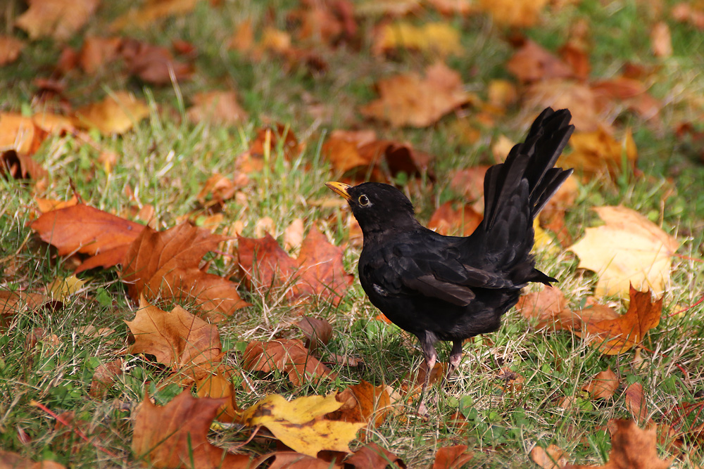 Amsel im herbstlichen Ambiente