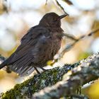 Amsel im Herbstlicht