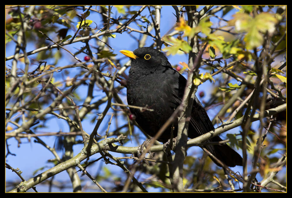 Amsel im Herbstlicht