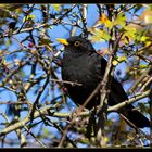 Amsel im Herbstlicht