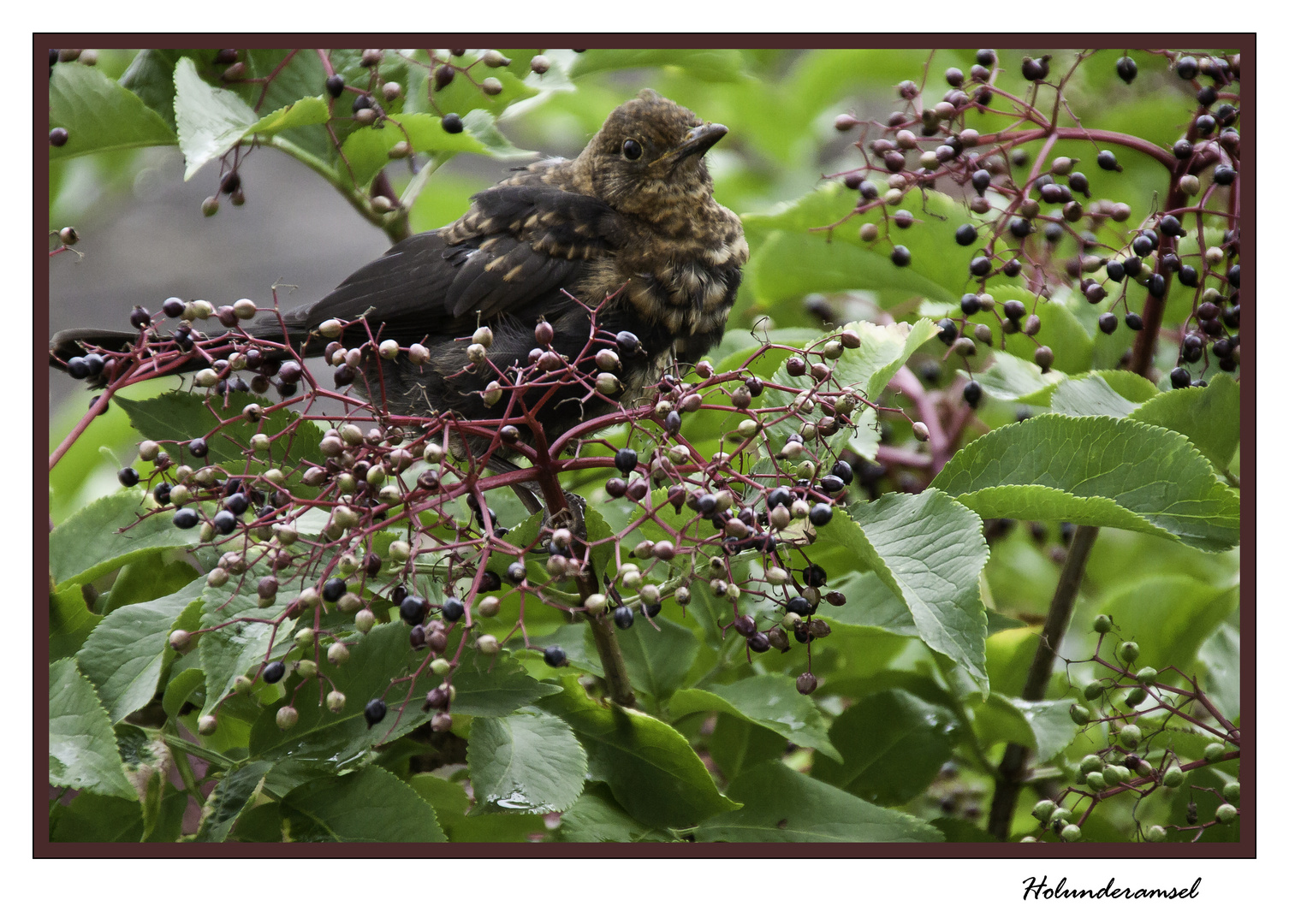 Amsel im Holunderstrauch