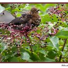 Amsel im Holunderstrauch