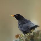 Amsel im Januar