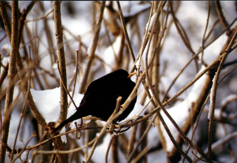 Amsel im kahlen Geäst