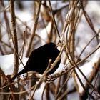 Amsel im kahlen Geäst