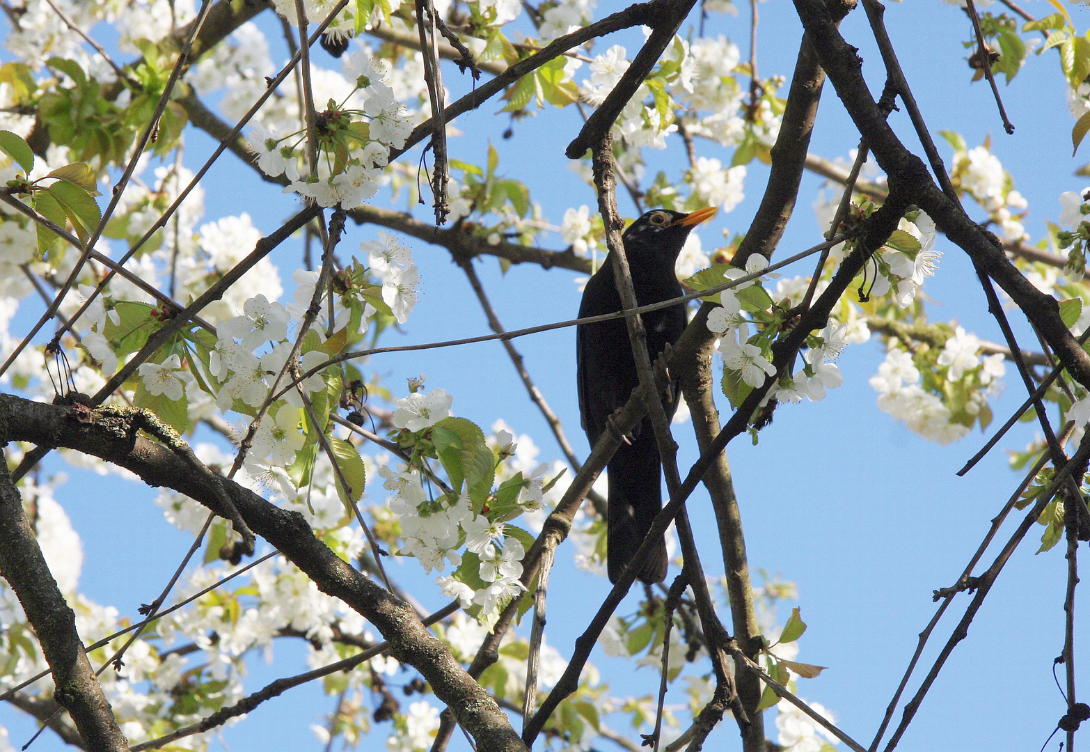 Amsel im Kirschbaum (24.04.2013-1)