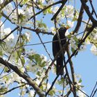 Amsel im Kirschbaum (24.04.2013-1)