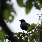 Amsel im Kirschbaum