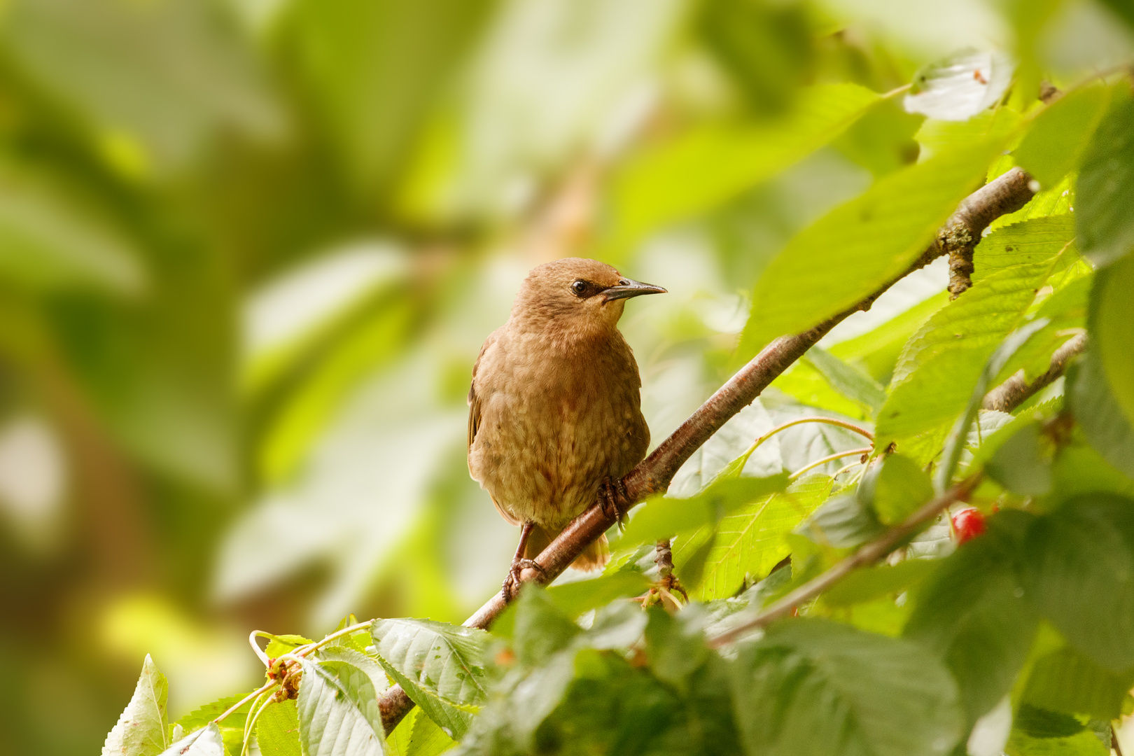 Amsel im Kirschbaum