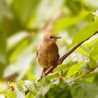 Amsel im Kirschbaum