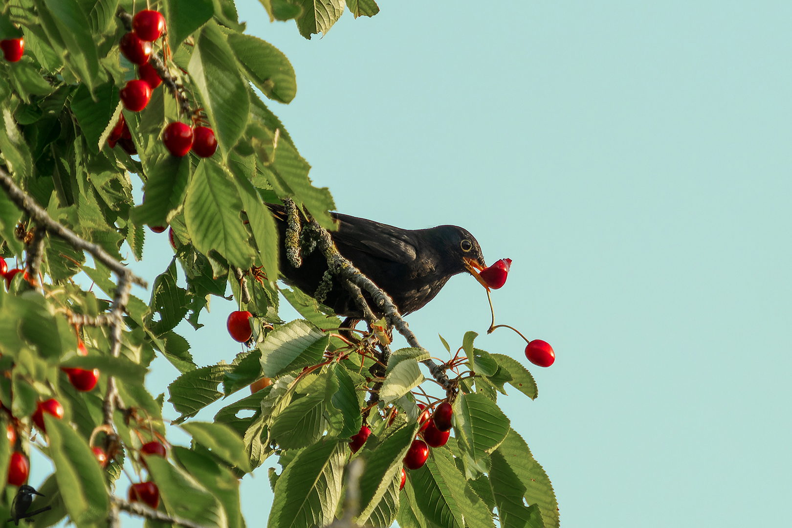 Amsel im Kirschbaum