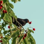 Amsel im Kirschbaum