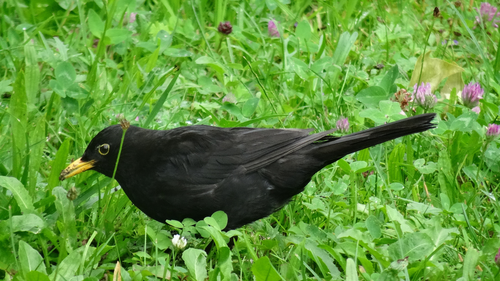 Amsel im Klostergarten Bernried 2018 