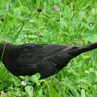 Amsel im Klostergarten Bernried 2018 