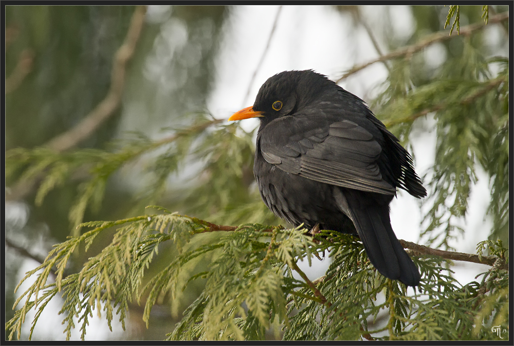 Amsel im Lebensbaum