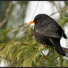 Amsel im Lebensbaum