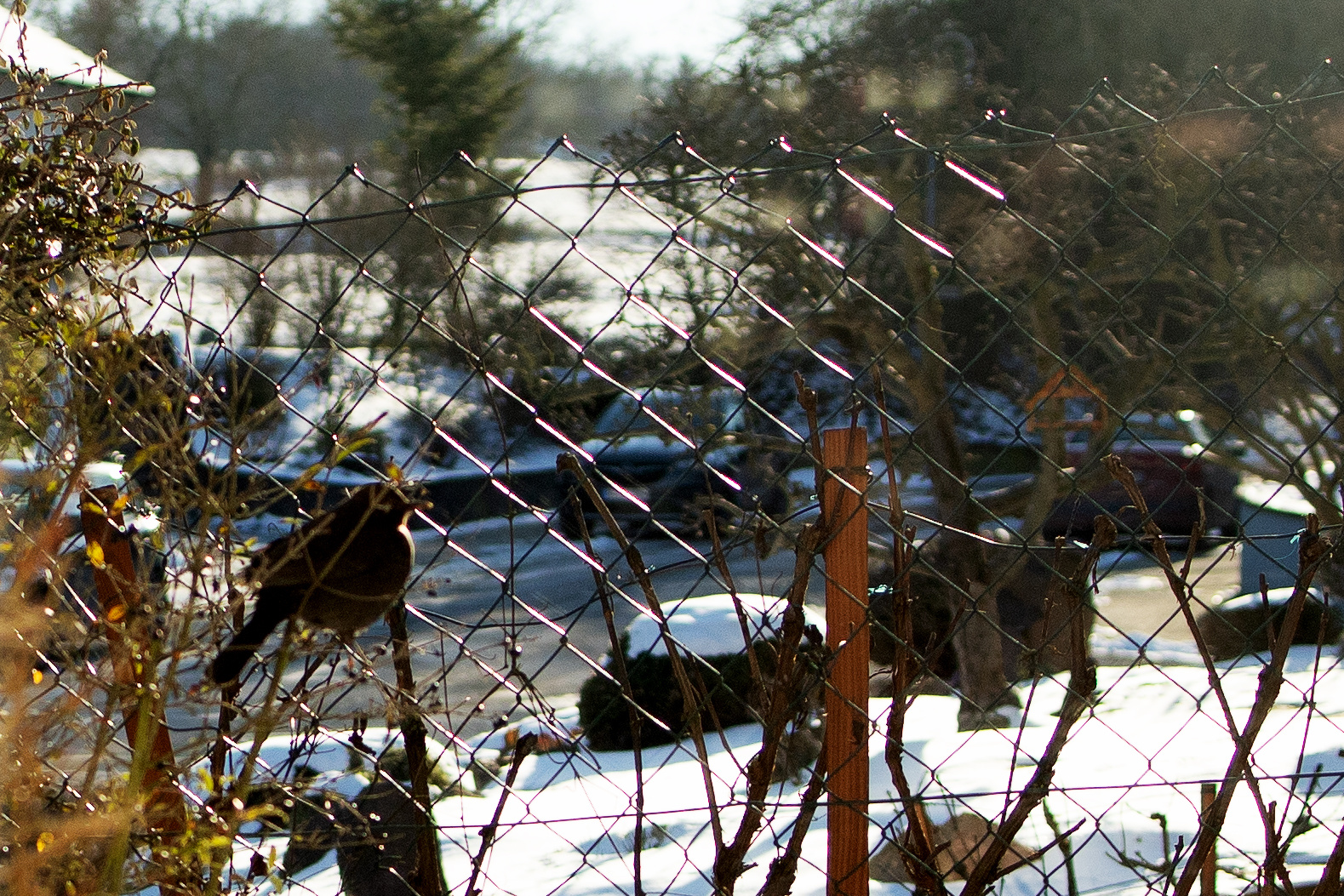 Amsel im Liguster