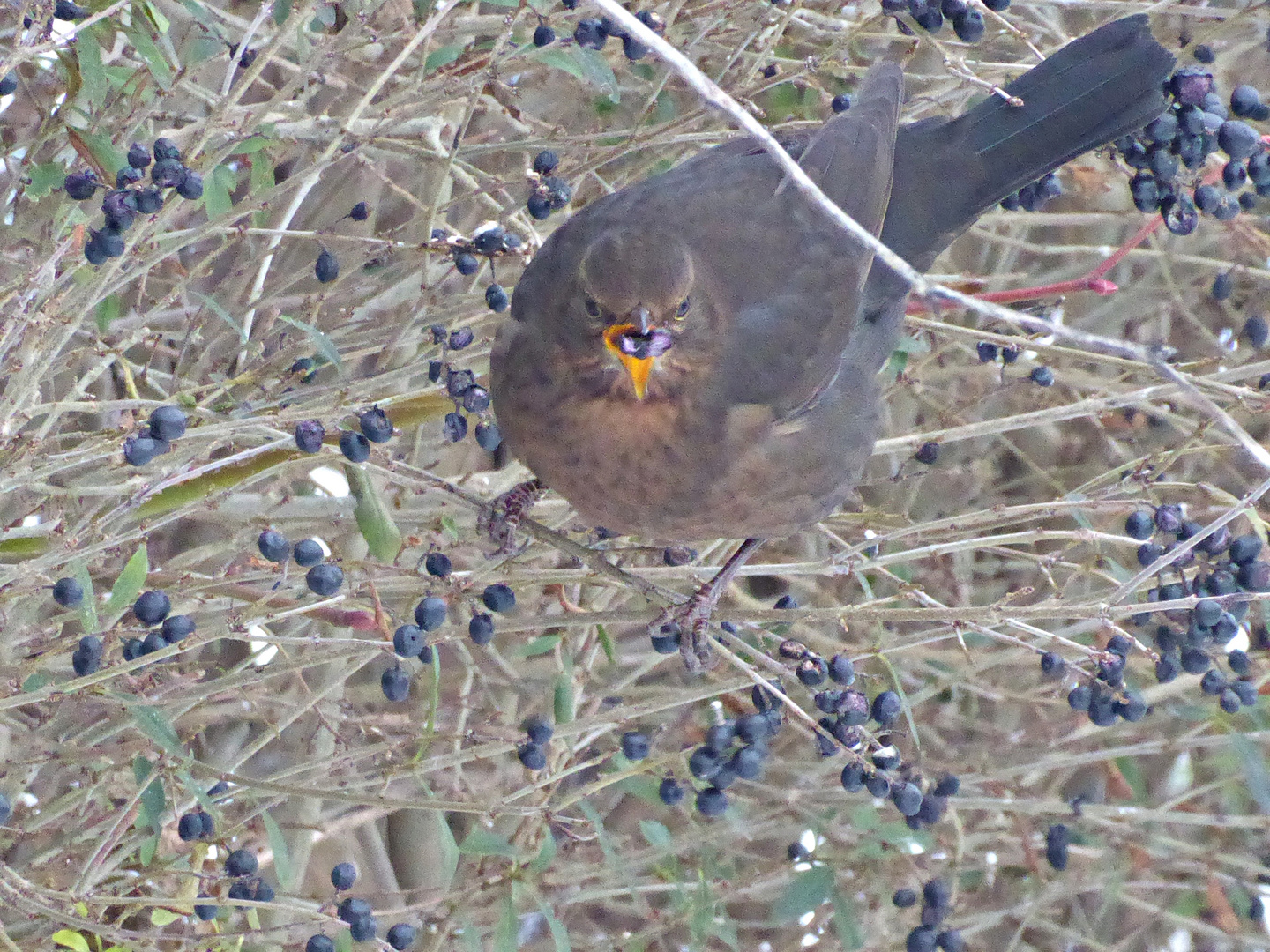 Amsel im Liguster - Doku