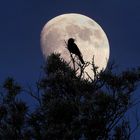 Amsel im Mond