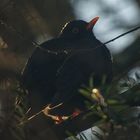 Amsel im Morgenlicht