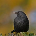 Amsel im Morgenlicht