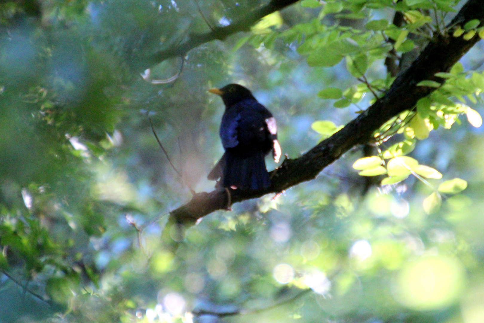 Amsel im Morgenlicht