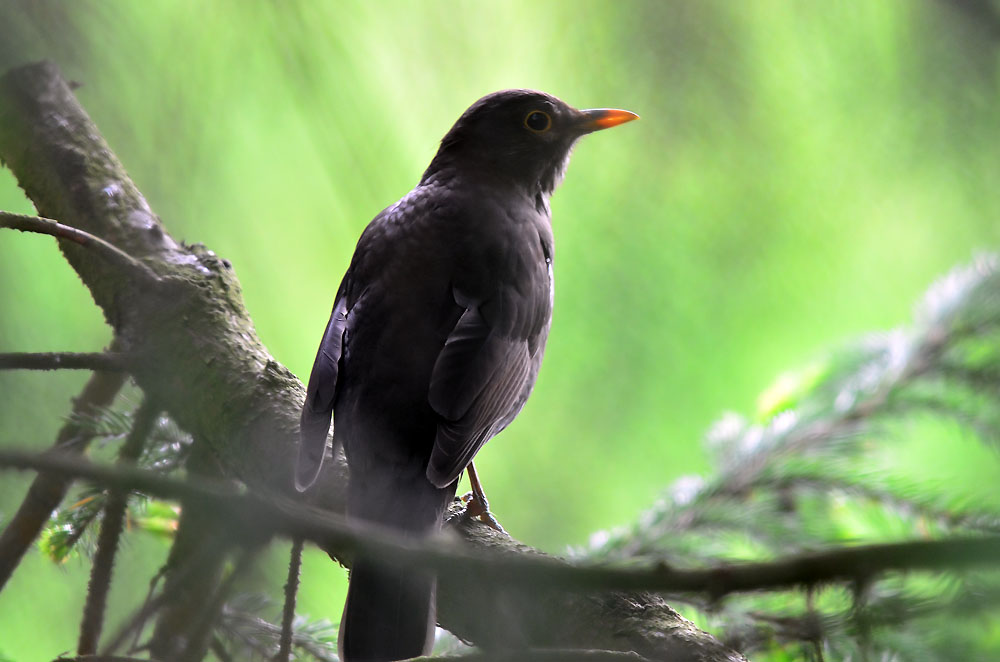 Amsel im Morgenlicht (Gegenlichtaufnahme)