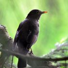 Amsel im Morgenlicht (Gegenlichtaufnahme)