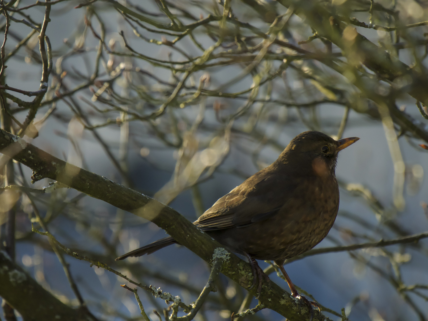 Amsel? im Nachmittagslicht