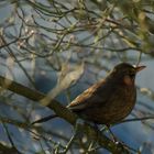 Amsel? im Nachmittagslicht