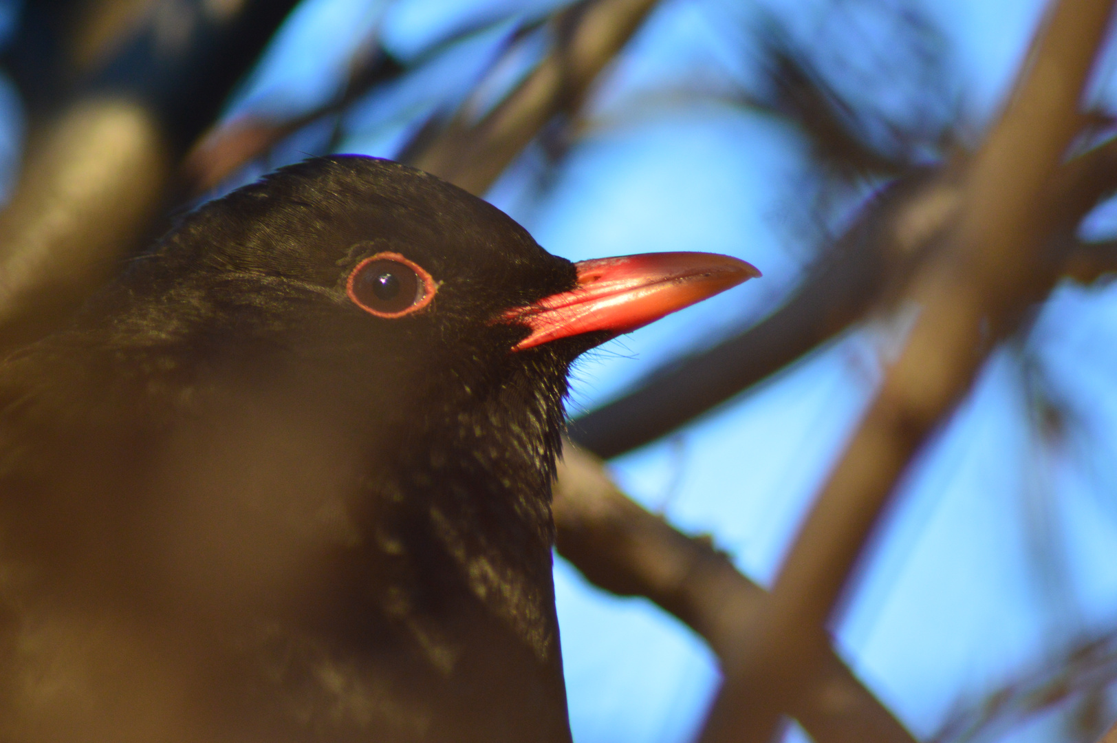 Amsel im Nachtquartier / Blackbird in the evening