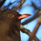 Amsel im Nachtquartier / Blackbird in the evening