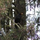 Amsel im nahen Gebäum