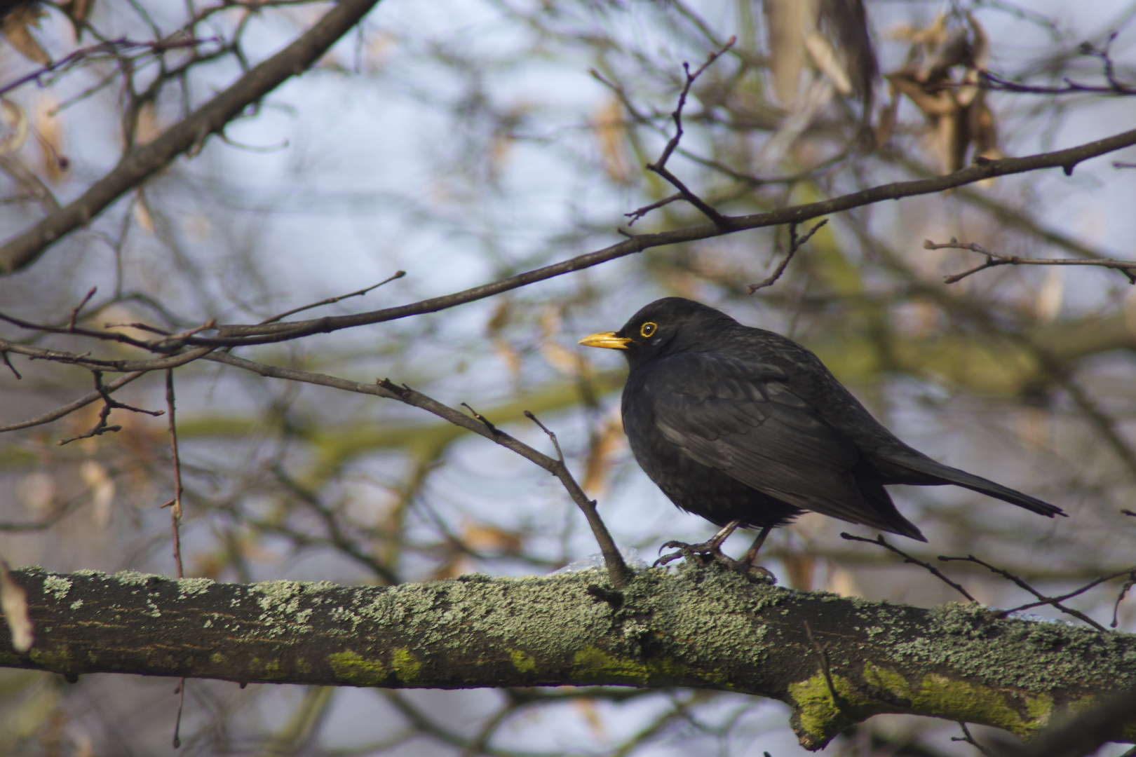 Amsel im natürlichen Lebensraum...................