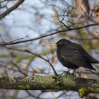 Amsel im natürlichen Lebensraum...................