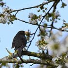 Amsel im Naturschutzgebiet