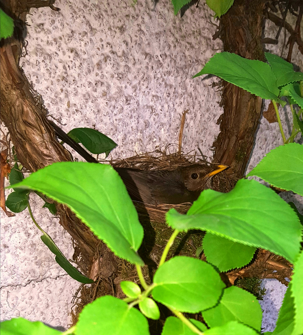 Amsel im Nest