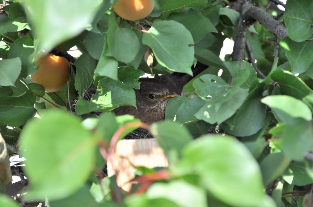 Amsel im Nest