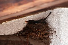 Amsel im Nest