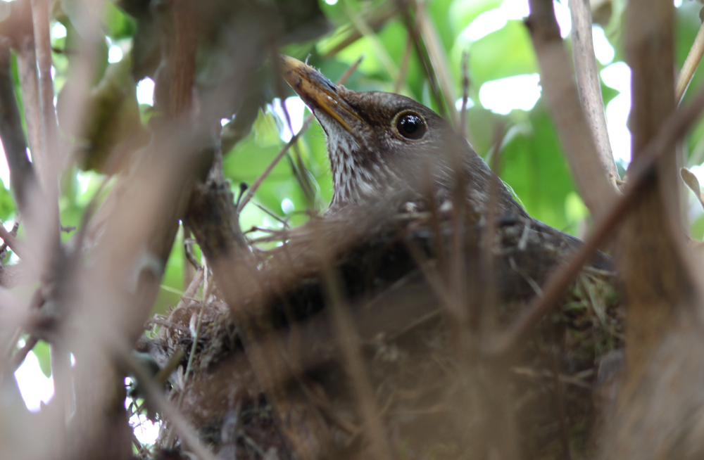 Amsel im Nest