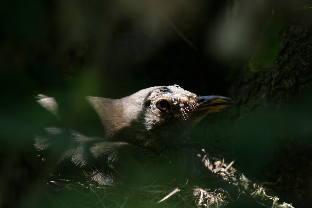 Amsel im Nest