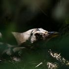 Amsel im Nest