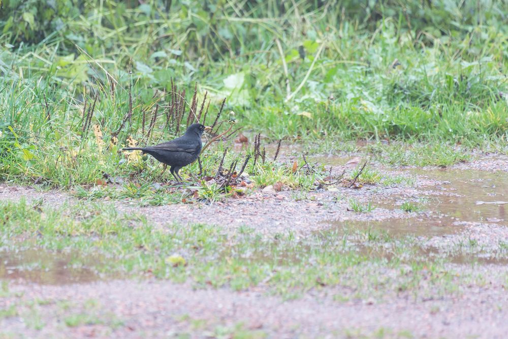 Amsel im Nieselregen