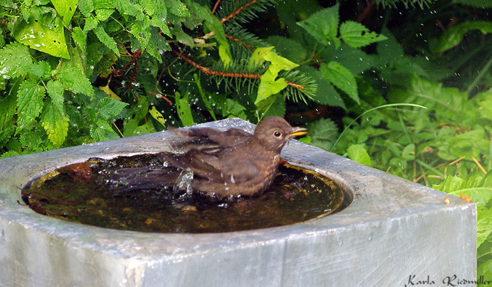 ... Amsel im Oktober ...