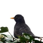 Amsel im Profil