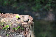 Amsel im Rampenlicht 